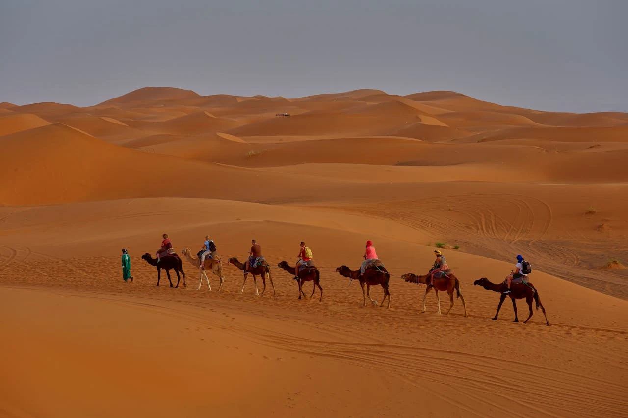 camel sunset marrakech