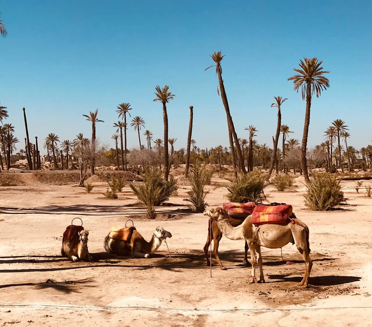 Sweeping view of the Marrakech Palmeraie with thousands of palm trees stretching to the horizon